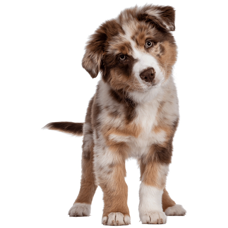 tarif formations premiers secours chien chat