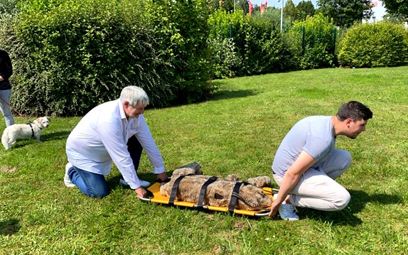 Formation continue de formateur aux premiers secours canins et félins en stage d’un jour