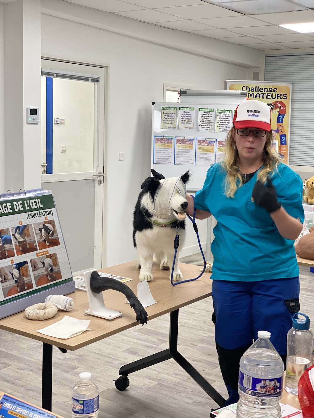 formation de formateur en premiers secours aux chiens et aux chats à Lille